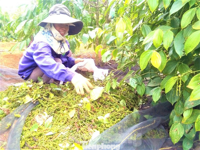 Mô hình trồng hồ tiêu tại Đắk Lắk. Ảnh: Huỳnh Thủy-Lê Thương