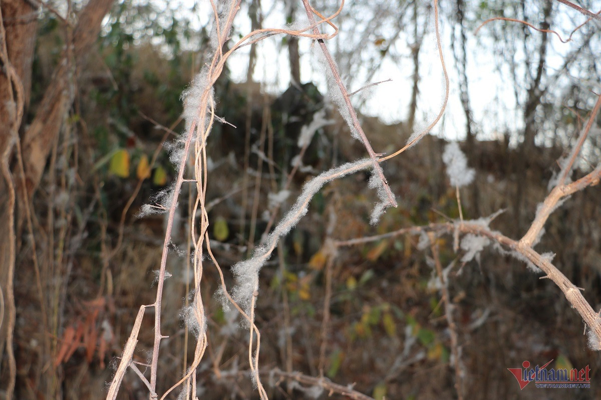 Bám vào những tán cây bên dưới, tạo khung cảnh như tuyết khi nhìn từ xa. Ảnh: Quang Hưng