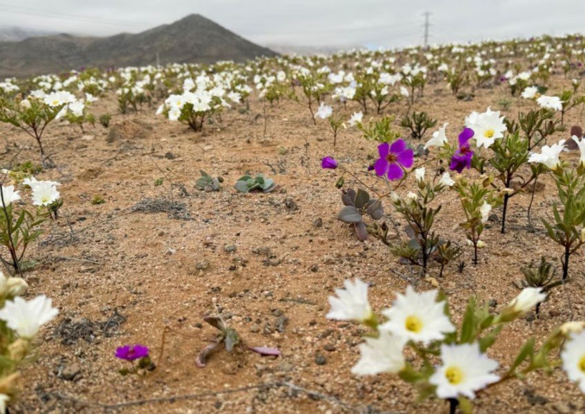 Một khu vực của sa mạc Atacama nở hoa, trong hiện tượng tự nhiên được gọi là sa mạc nở hoa. Ảnh: Reuters. Một khu vực của sa mạc Atacama nở hoa, trong hiện tượng tự nhiên được gọi là sa mạc nở hoa. Ảnh: Reuters.