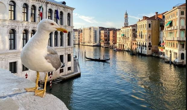 Một con hải âu đậu trên bờ kênh Grand Canal ở Venice. (Ảnh: Reuters). Một con hải âu đậu trên bờ kênh Grand Canal ở Venice. (Ảnh: Reuters).