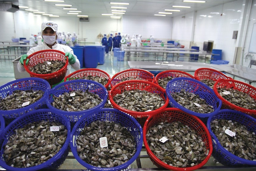 Trung Quốc trở thành thị trường xuất khẩu thủy sản lớn nhất của Việt Nam. Ảnh minh họa: IT. Trung Quốc trở thành thị trường xuất khẩu thủy sản lớn nhất của Việt Nam. Ảnh minh họa: IT.