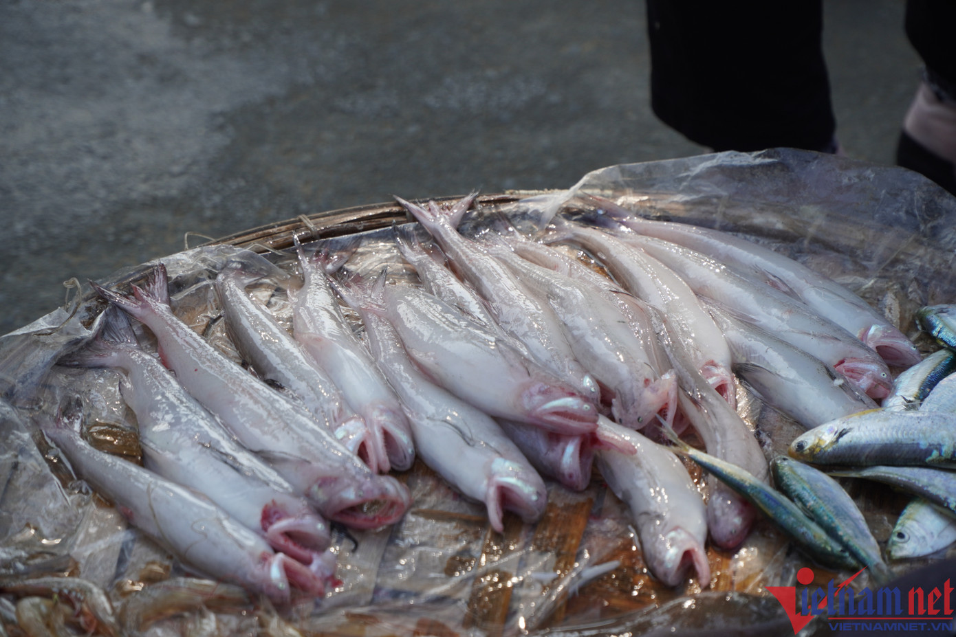 Những mớ cá khoai tươi rói vừa được đưa từ thuyền lên bờ.