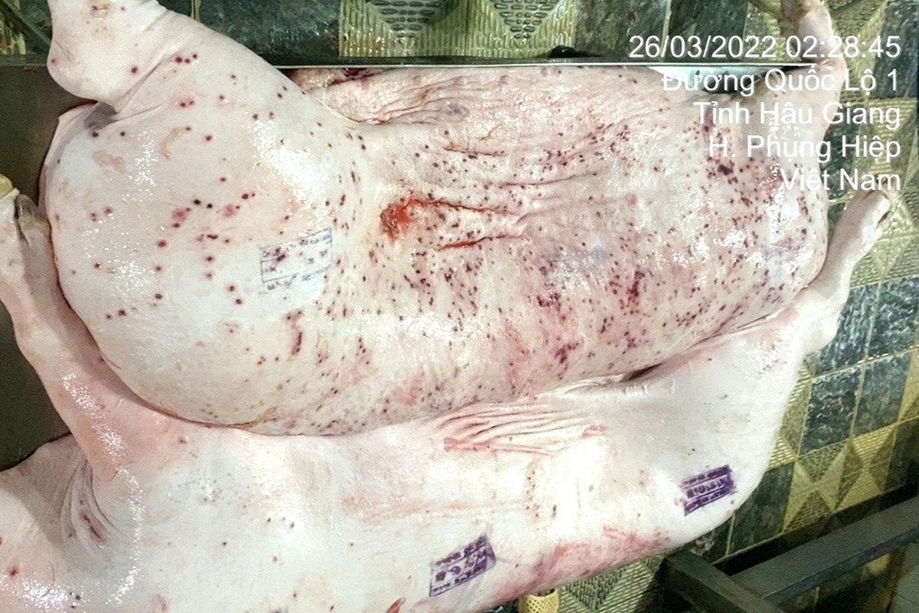 Hình ảnh heo bệnh của đơn vị gia công cho Công ty cổ phần C.P. Việt Nam được được đưa đi tiêu thụ, theo tố cáo của ông L.Q.N. (Ảnh: Jonny Lieu). Hình ảnh heo bệnh của đơn vị gia công cho Công ty cổ phần C.P. Việt Nam được được đưa đi tiêu thụ, theo tố cáo của ông L.Q.N. (Ảnh: Jonny Lieu).