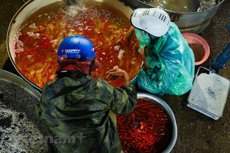 Cá chép đỏ được coi là một trong những đồ cúng không thể thiếu bên mâm cỗ cúng tiễn ông Công ông Táo về chầu trời. (Minh Hiếu/Vietnam+)