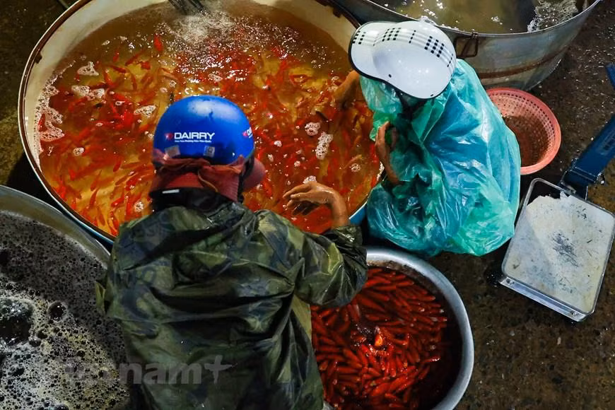 Cá chép đỏ được coi là một trong những đồ cúng không thể thiếu bên mâm cỗ cúng tiễn ông Công ông Táo về chầu trời. (Minh Hiếu/Vietnam+)
