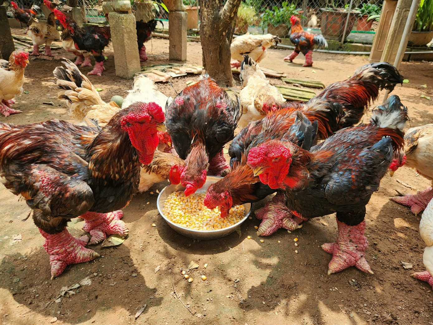 Đàn gà Đông Tảo được nuôi thả tự nhiên và ăn thức ăn hữu cơ.