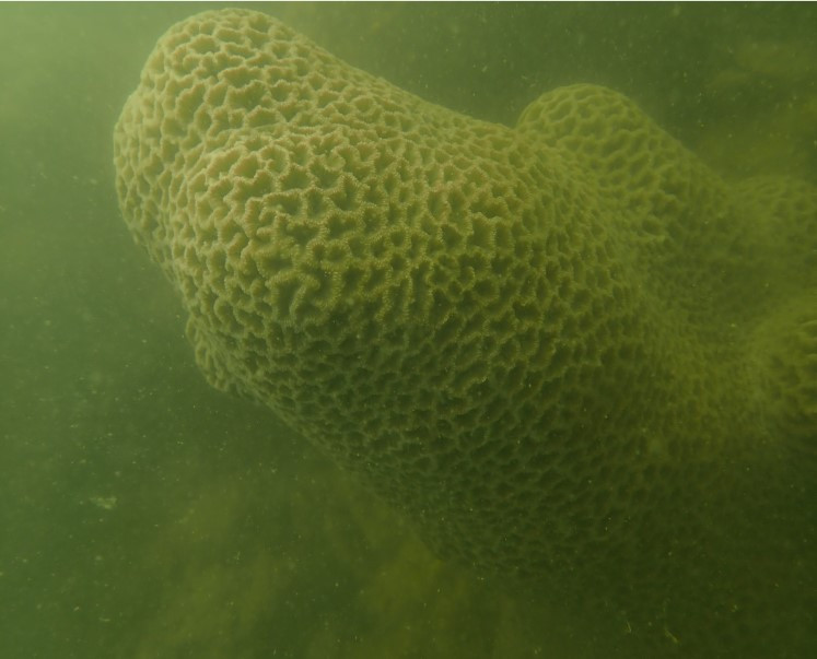 Trong đó họ Faviidae chiếm ưu thế nhất với 9 loài, tiếp theo là họ Poritidae với 6 loài, còn các họ khác có từ 2-4 loài.