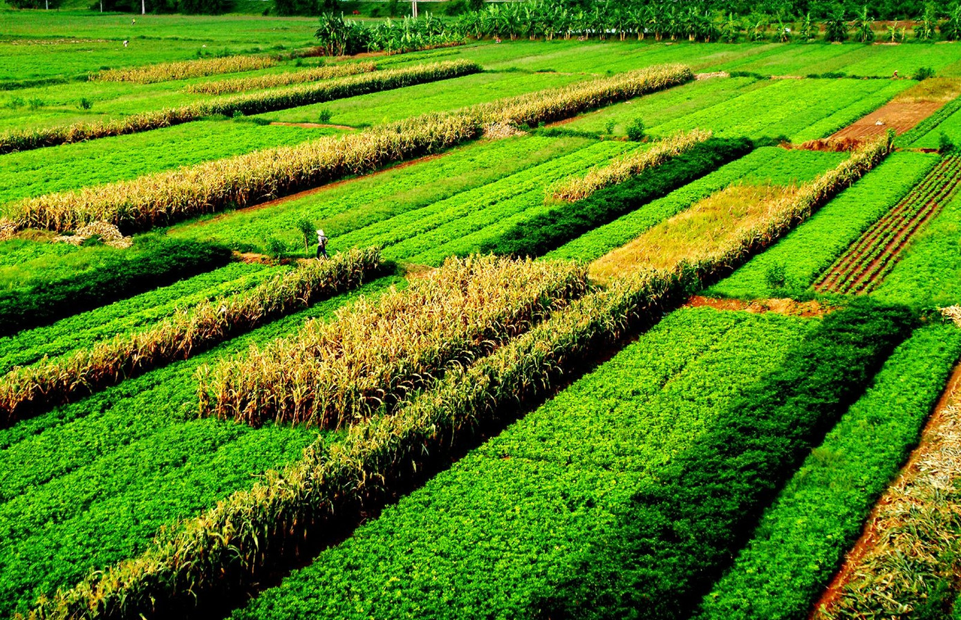 Xuất khẩu nông nghiệp Việt Nam trong năm 2024 tiếp tục ghi dấu ấn mạnh mẽ với thành tích ấn tượng. Ảnh minh họa: Chienvinh.