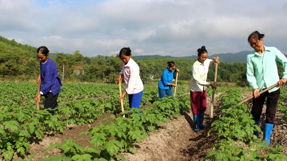 Nông dân xã An Bá, huyện Sơn Động chăm sóc khoai tây. (Ảnh minh họa) Nông dân xã An Bá, huyện Sơn Động chăm sóc khoai tây. (Ảnh minh họa)