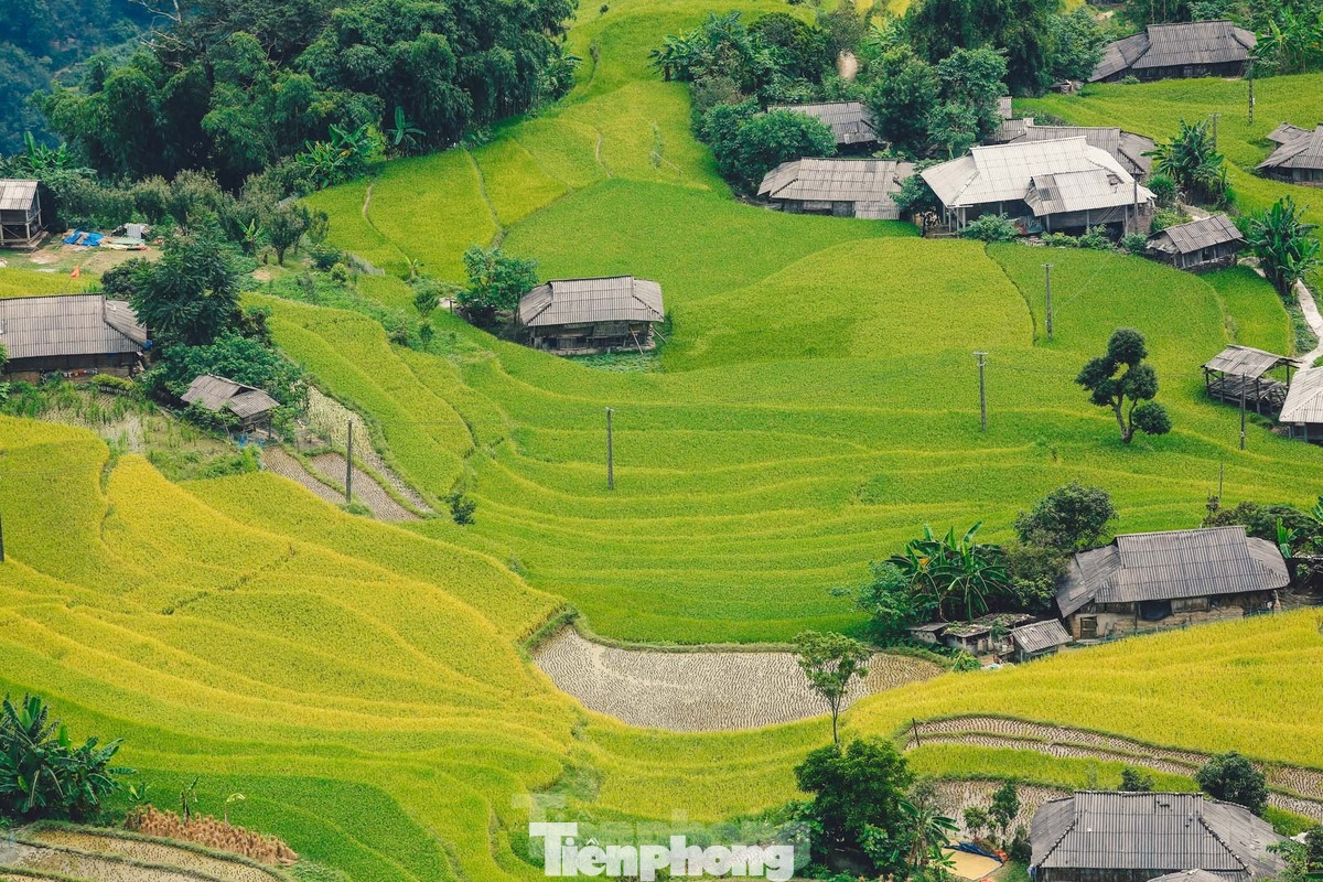 Lúa chín vàng trên những thửa ruộng bậc thang. Ảnh: Duy Phạm