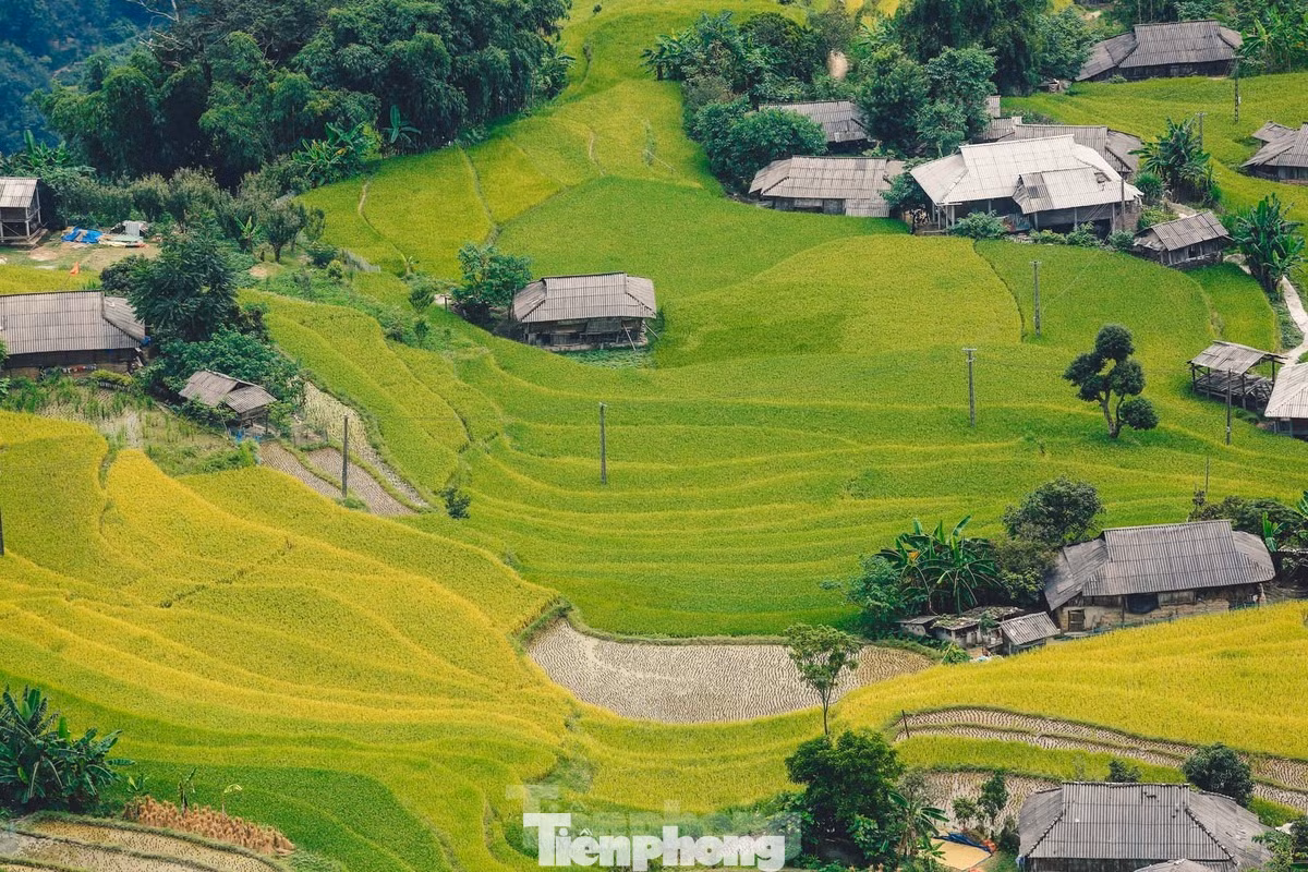Lúa chín vàng trên những thửa ruộng bậc thang. Ảnh: Duy Phạm Lúa chín vàng trên những thửa ruộng bậc thang. Ảnh: Duy Phạm