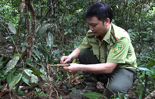 Quảng Nam bảo vệ nghiêm ngặt rừng sâm ba kích tím mới phát hiện ảnh 2