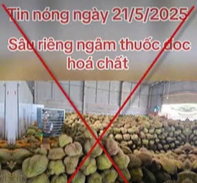 Thông tin thất thiệt trên mạng xã hội về sầu riêng Đắk Nông nhiễm hóa chất. Ảnh cắt từ video. Thông tin thất thiệt trên mạng xã hội về sầu riêng Đắk Nông nhiễm hóa chất. Ảnh cắt từ video.