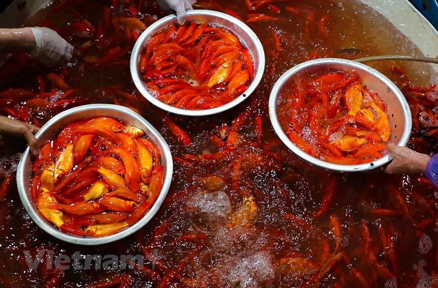 Khi xe hàng chở cá vào chợ, cá sẽ được đưa vào cân, rồi được phân loại cá lớn, nhỏ. Các máy sục nước được bố trí dày đặc, sử dụng hết công suất để duy trì sự sống cho cá. (Minh Hiếu/Vietnam+)