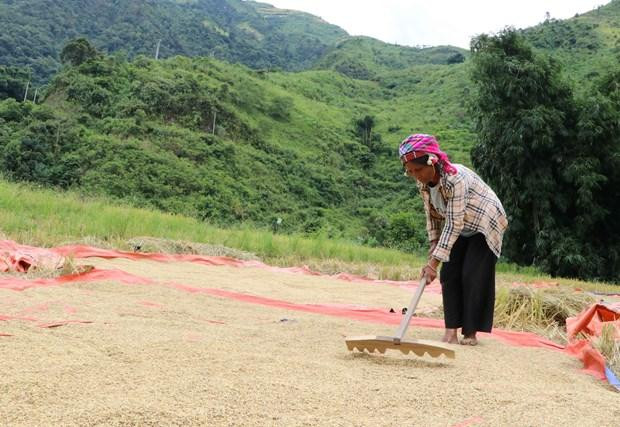 Mỗi hộ gia đình ở xã Pa Vệ Sủ, huyện Mường Tè vụ lúa mùa năm nay được 20-50 bao thóc. Ảnh: Việt Hoàng-TTXVN