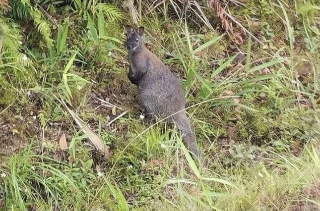 Hình ảnh một trong 3 cá thể chuột túi được người dân phát hiện ở Cao Bằng (Ảnh: Hoàng Bảo).