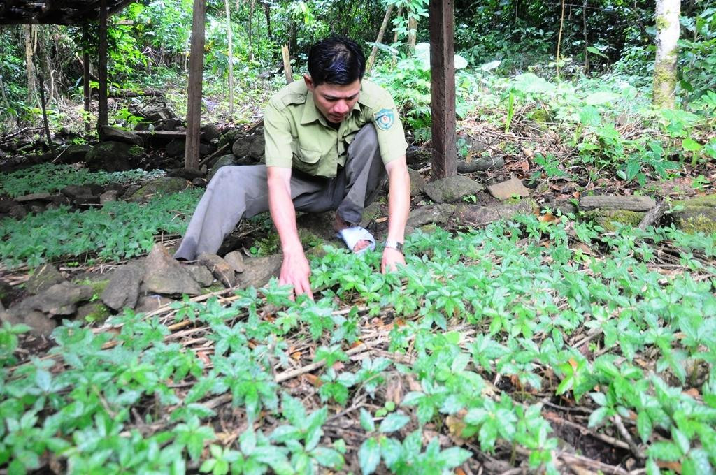 Bảo tồn, phát triển cây dược liệu, Sâm Ngọc Linh đã góp phần giúp bà con đồng bào DTTS huyện Nam Trà My từng bước thoát nghèo bền vững