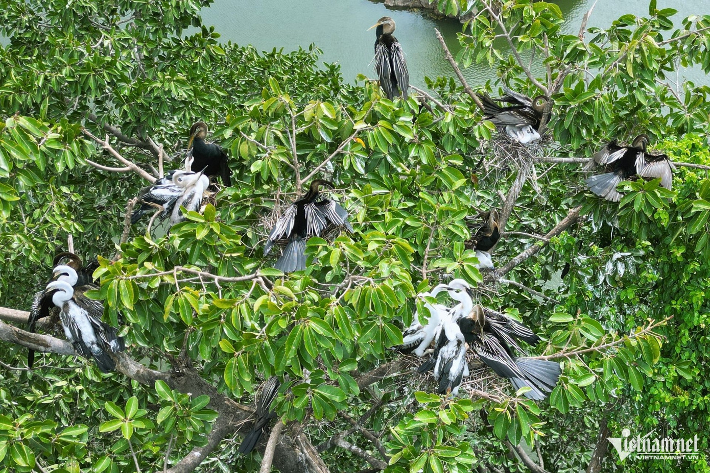 Hiện tại, ban quản lý khu du lịch đang phối hợp với các cơ quan chức năng triển khai các biện pháp bảo vệ đàn chim, chỉ cho phép khách tham quan tiếp cận từ xa, không được có bất kỳ hành động xua đuổi khiến đàn chim hoảng sợ.