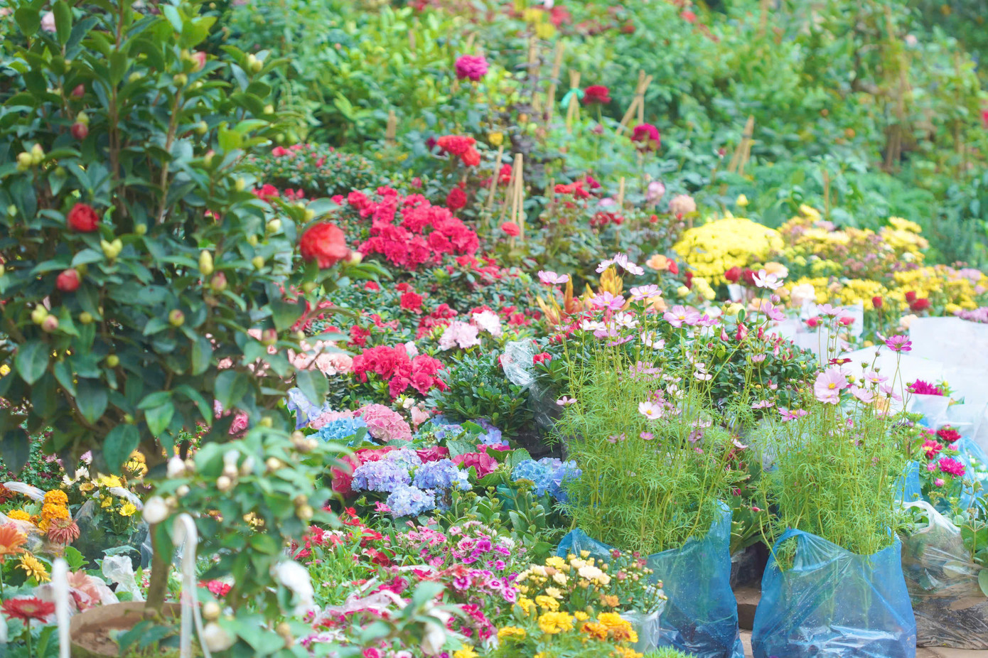 Các tiểu thương cũng khéo léo đưa vào những loại cây mới lạ như cây thủy tiên, trạng nguyên, cúc mâm xôi hoặc các loại cây mang ý nghĩa tài lộc để đáp ứng nhu cầu đa dạng của khách hàng.