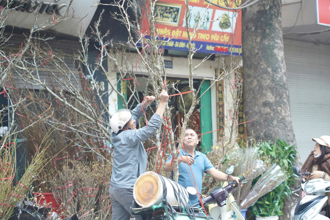 Các cành đào dăm, mận dăm cũng đã được bày bán, mang đến thêm nhiều lựa chọn cho khách hàng muốn trang trí nhà cửa theo phong cách truyền thống.