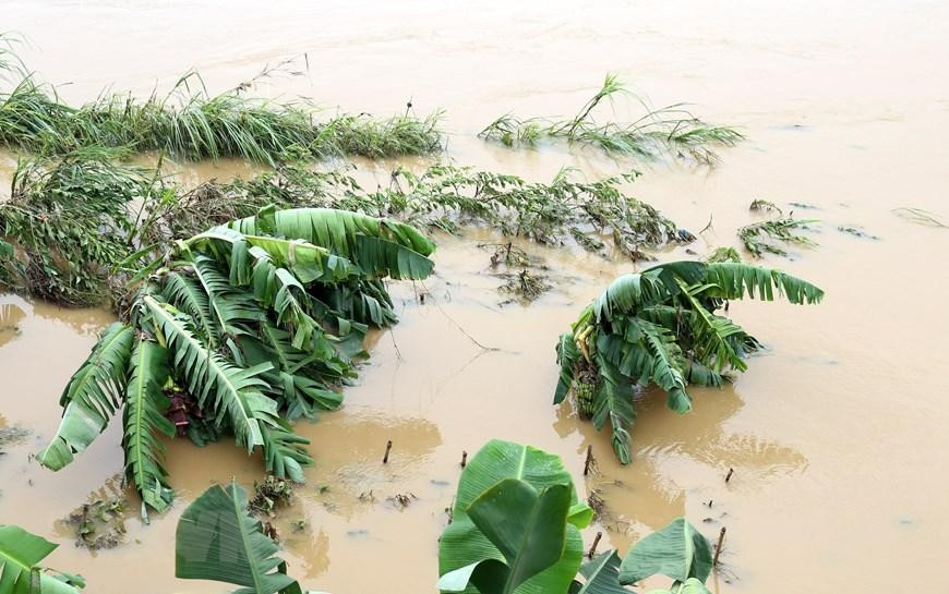 Đây là trận lũ lớn nhất trên sông Hồng tính từ đầu mùa mưa 2022 đến nay. (Ảnh: Quốc Khánh/TTXVN)
