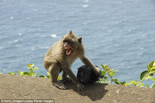 Đôi khi những con khỉ trở nên cáu gắt, giật đồ và hành hung du khách để đòi thức ăn. Ảnh: Getty/Lonely Planet.