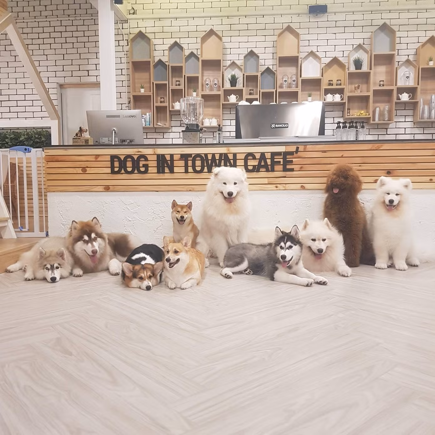 Những chú chó đáng yêu tại quán cà phê Dog In Town ở Bangkok