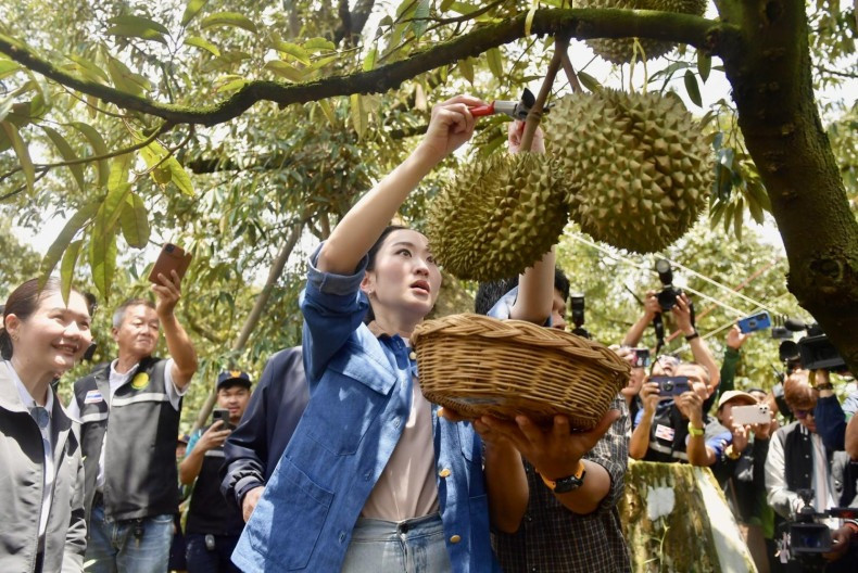 Thủ tướng Thái Lan Paetongtarn Shinawatra tự tay hái sầu riêng tại quận Tha Mai, Chanthaburi . Ảnh: Chính phủ Thái Lan. Thủ tướng Thái Lan Paetongtarn Shinawatra tự tay hái sầu riêng tại quận Tha Mai, Chanthaburi . Ảnh: Chính phủ Thái Lan.