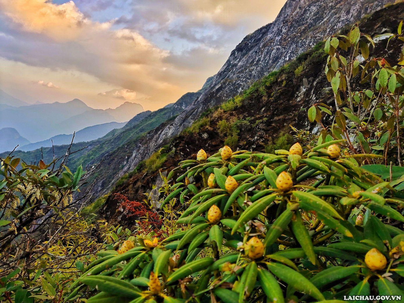 Có thể bắt gặp những nụ hoa đỗ quyên nơi triền núi...