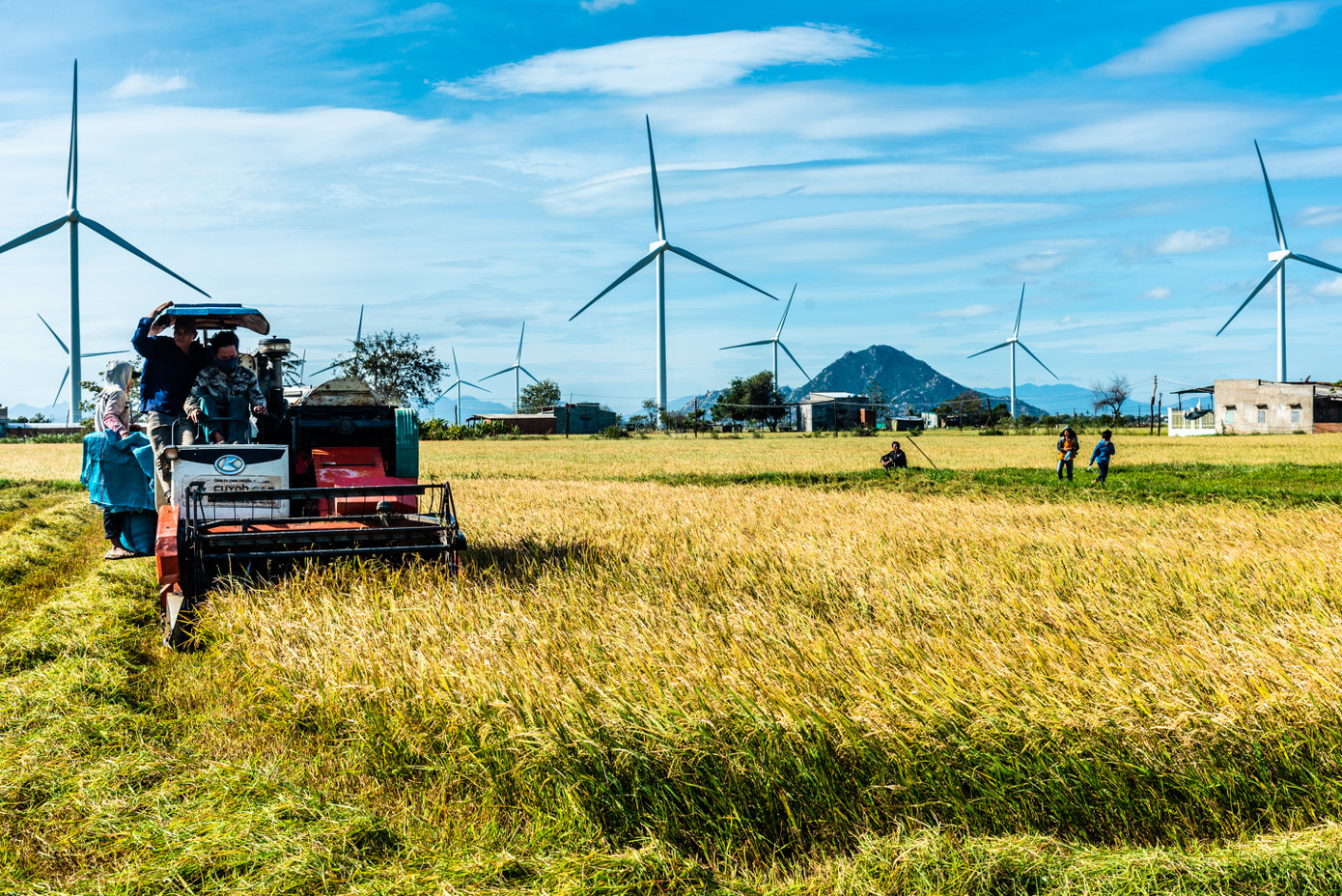 Tác phẩm “Mùa vàng bội thu” của tác giả Nguyễn Ngọc Sơn