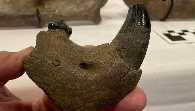 Mẫu vật đặc biệt quý giá về một loài sư tử quái vật đã tuyệt chủng - Ảnh: Anna Reginelli