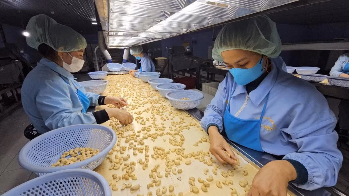 Chế biến hạt điều nhân xuất khẩu của một doanh nghiệp ở phía Nam. Ảnh: Nguyễn Trí.