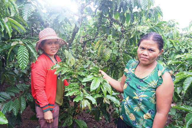 Một hộ trồng tiêu. Ảnh minh họa: Lê Kiến Một hộ trồng tiêu. Ảnh minh họa: Lê Kiến