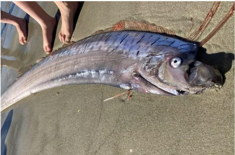Vào lúc phát hiện, con cá Oarfish vẫn còn sống, mọi người cố gắng đẩy nó trở lại biển nhưng không được bao lâu, con cá Oarfish đã chết.