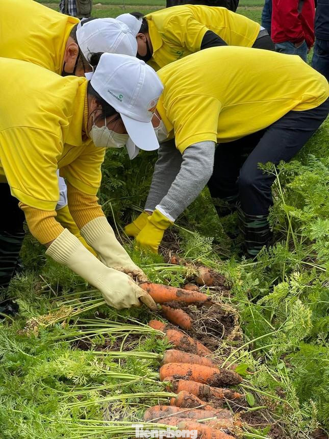 Hội thi nhổ cà rốt của bà con nông dân Hải Dương. Cà rốt là một trong 8 nông sản chủ lực của địa phương được sản xuất quy mô lớn, ứng dụng công nghệ cao, tập trung tại một số xã thuộc huyện Cẩm Giàng, Nam Sách và TP Chí Linh. Ảnh: Như Ý