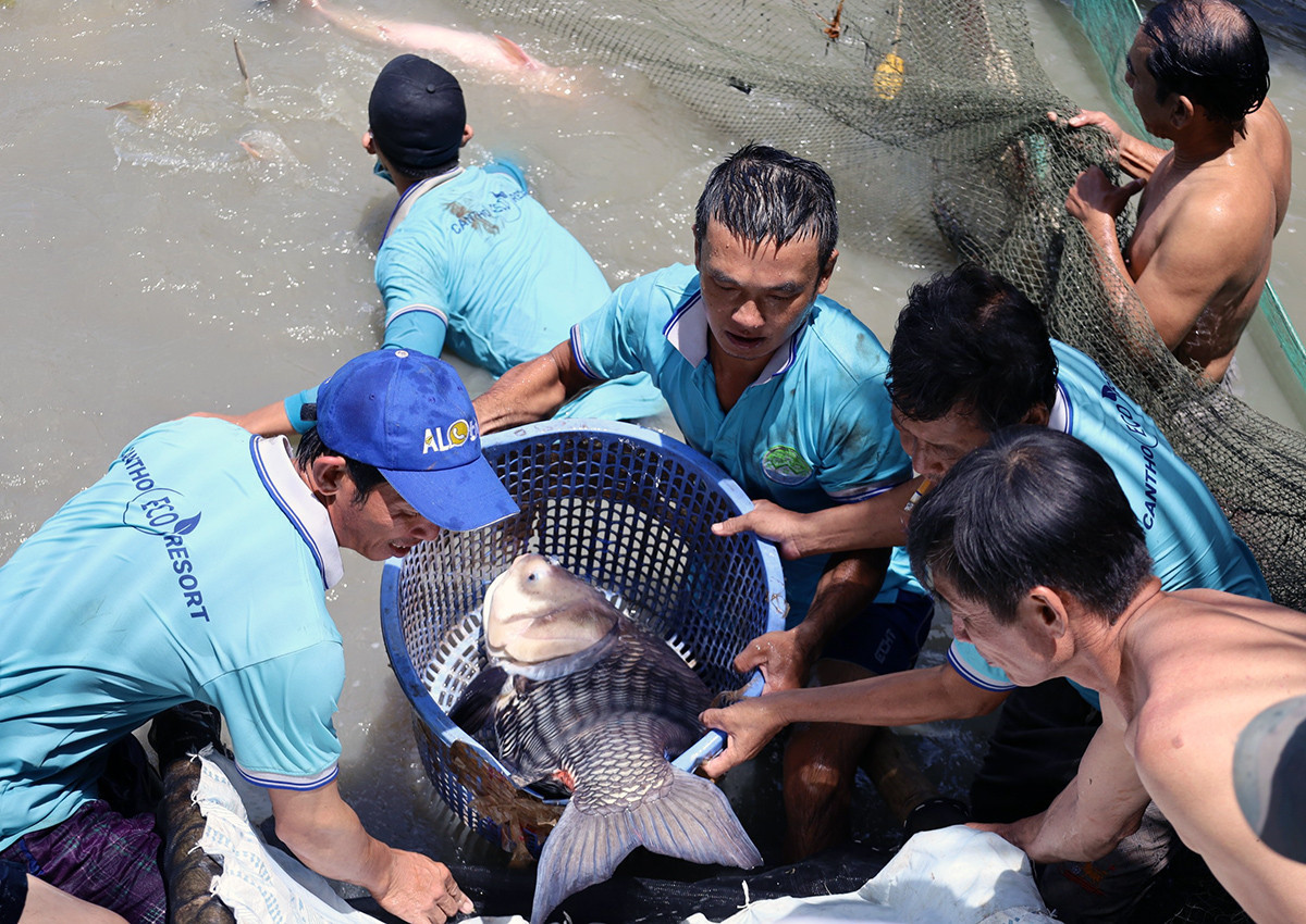 Ngoài cá tra dầu, chị Cầm còn sở hữu đàn cá hô khổng lồ.