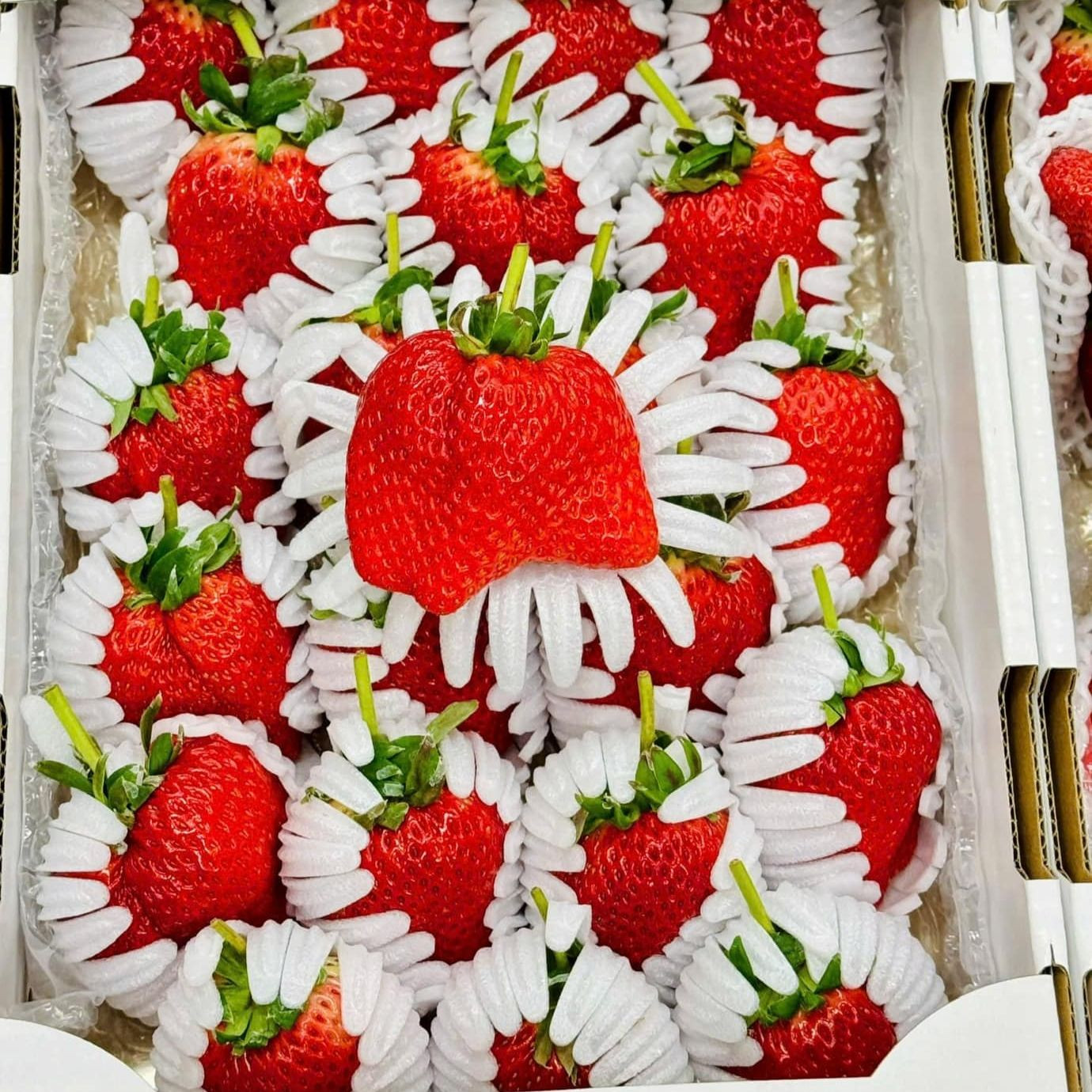 Một hộp dâu 'công chúa' trắng đang bán trên thị trường. Ảnh: NVCC. Một hộp dâu 'công chúa' trắng đang bán trên thị trường. Ảnh: NVCC.