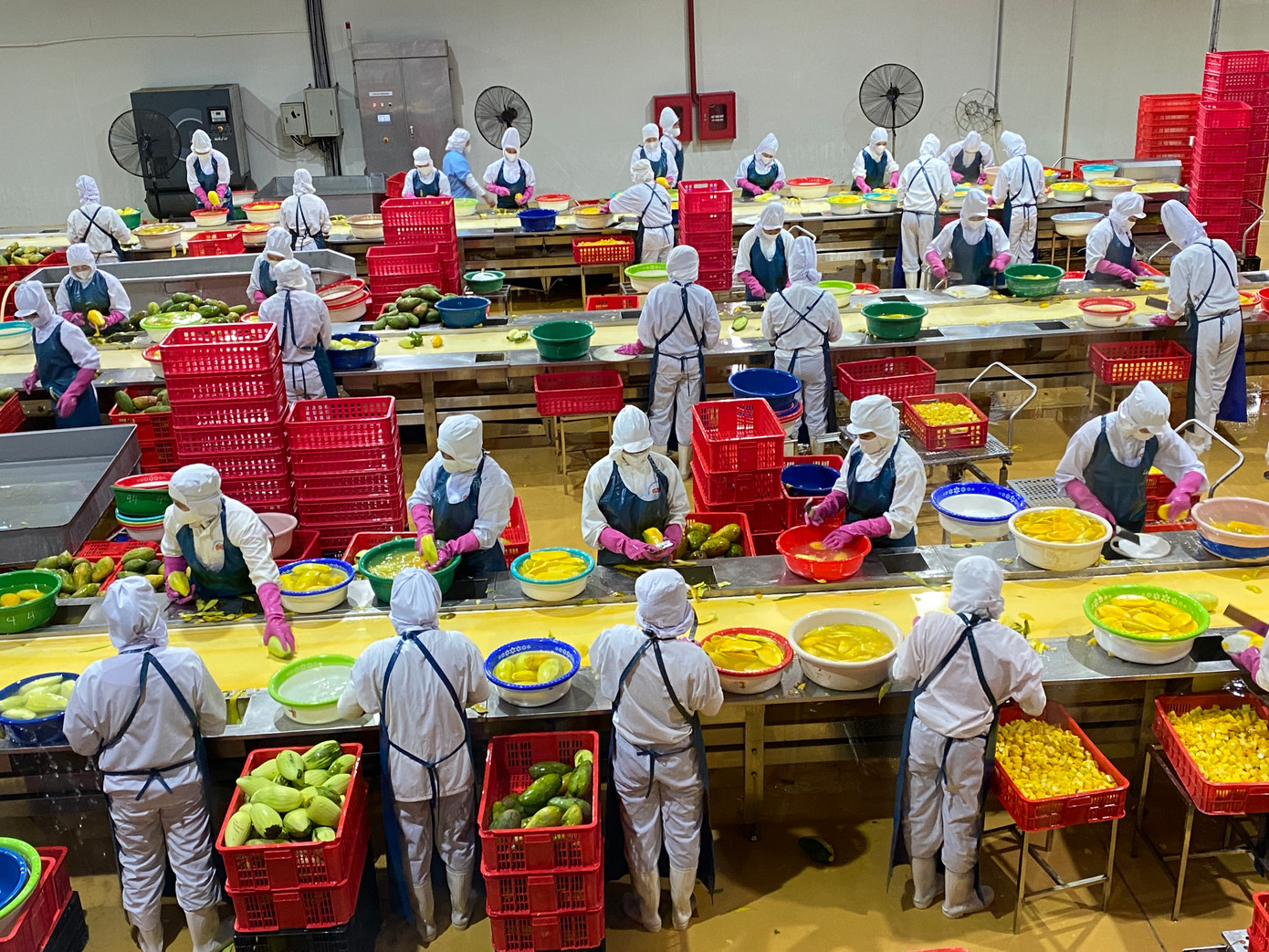 Một dây chuyền sản xuất ngô của Doveco