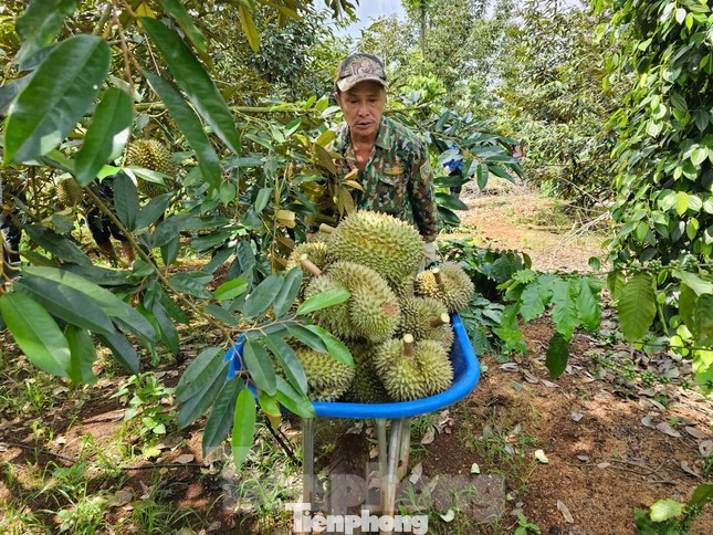 Thêm 829 mã số vùng trồng và 131 mã số cơ sở đóng gói sầu riêng của Việt Nam được Trung Quốc công nhận. Ảnh: Huỳnh Thủy.