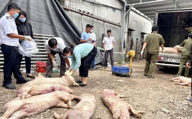 Một vụ giết mổ heo chết, heo bệnh mới được các ngành chức năng Đồng Nai phát hiện. Ảnh: Mạnh Thắng.