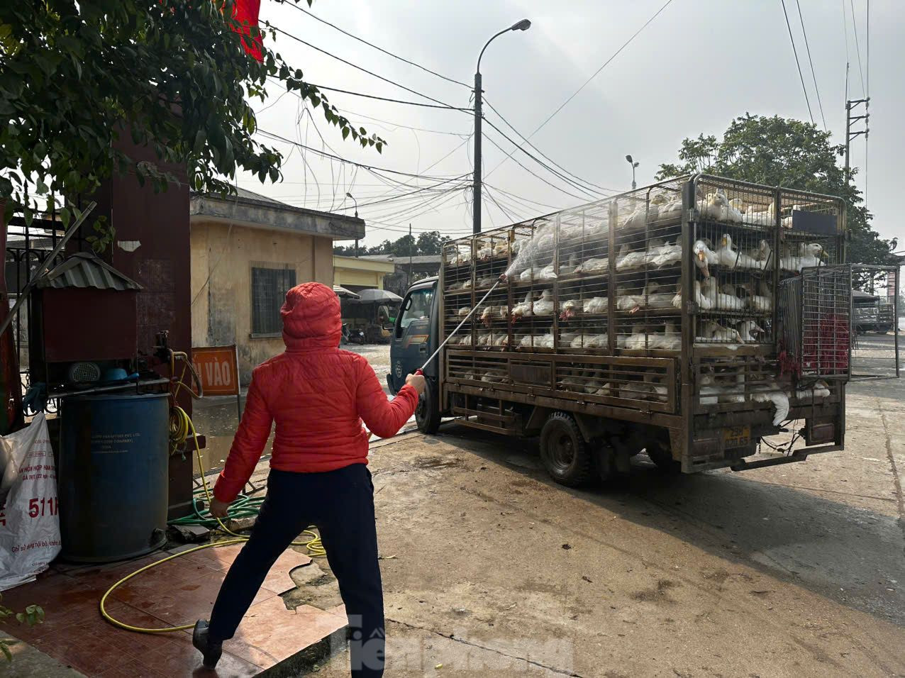 Công tác phòng dịch tại chợ gia cầm Hà Vĩ. Ảnh: Thanh Huyền. Công tác phòng dịch tại chợ gia cầm Hà Vĩ. Ảnh: Thanh Huyền.