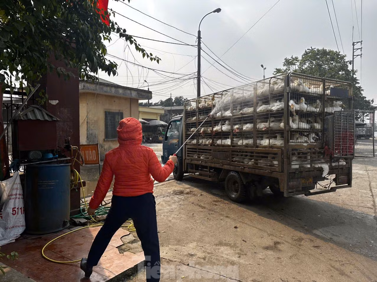 Công tác phòng dịch tại chợ gia cầm Hà Vĩ. Ảnh: Thanh Huyền. Công tác phòng dịch tại chợ gia cầm Hà Vĩ. Ảnh: Thanh Huyền.