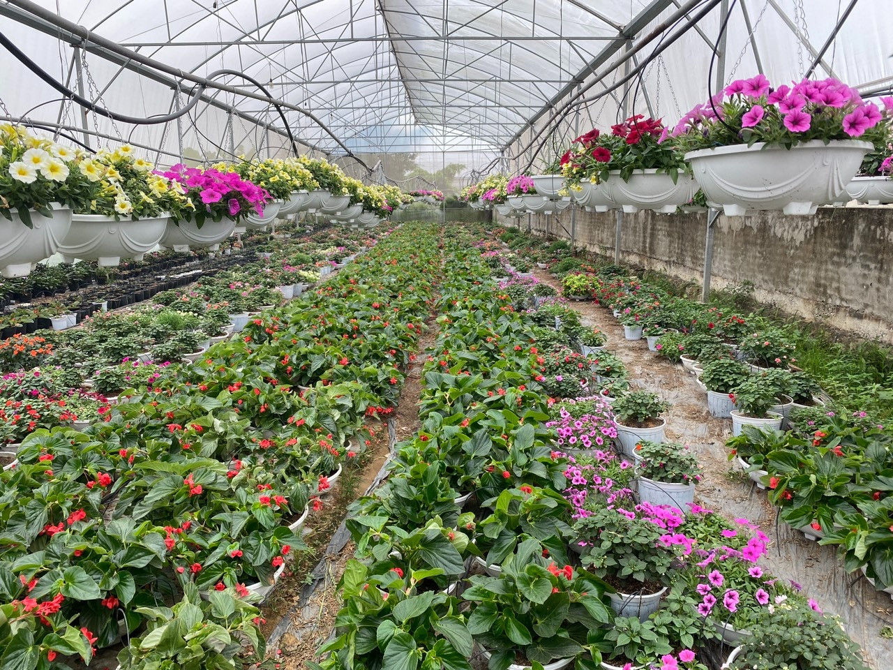 Một số loại hoa đã bắt đầu đơm bông, khoe sắc phục vụ khách chơi mua sớm.