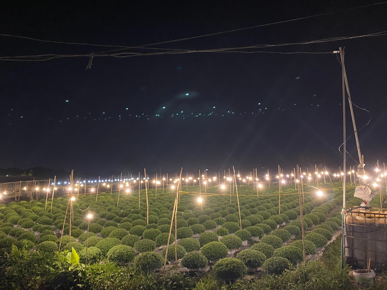 Chủ vườn thắp sáng vườn hoa để kéo dài thời gian sinh trưởng cho cây.