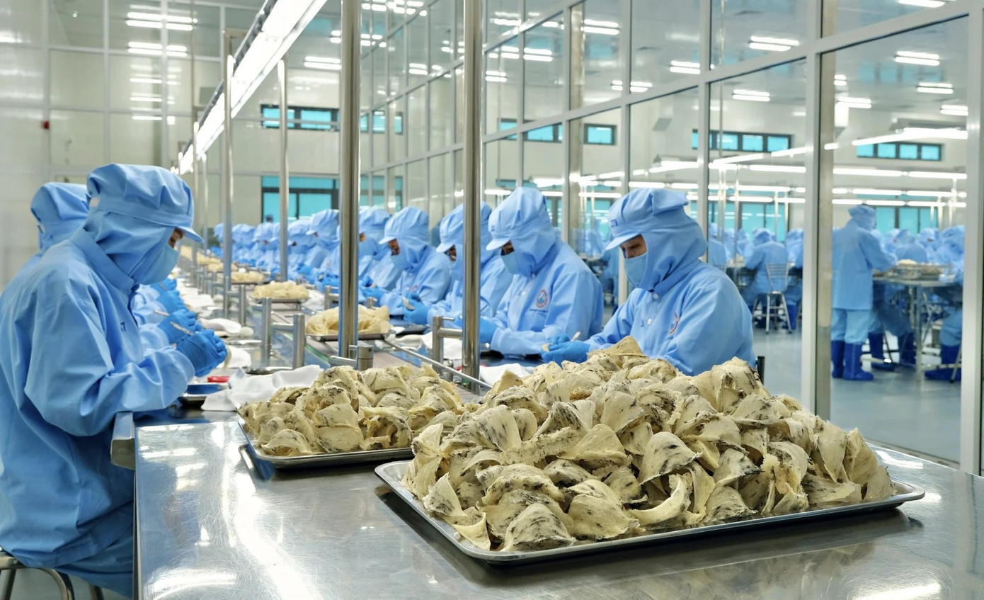 Tổ yến của Việt Nam có cơ hội lớn ở thị trường Trung Quốc. Ảnh minh họa: IT.