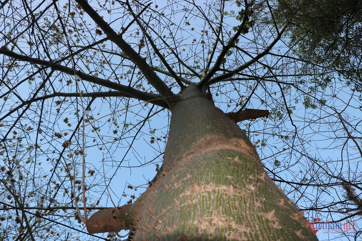 Những cây bông gòn đều to cao, thân và cành có nhiều gai lớn, tán rộng. (Ảnh: Quang Hưng)