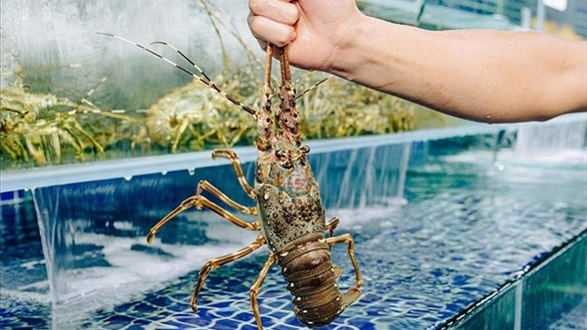 Xuất khẩu tôm hùm sang thị trường Trung Quốc tăng mạnh. Ảnh minh họa: IT Xuất khẩu tôm hùm sang thị trường Trung Quốc tăng mạnh. Ảnh minh họa: IT