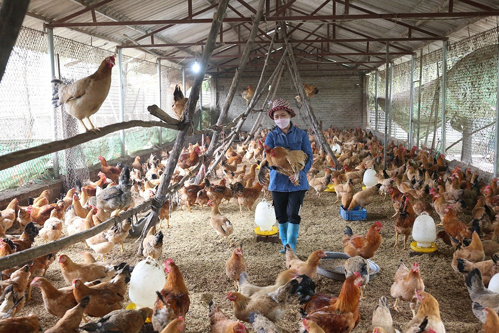 Thịt gia cầm, trứng Việt Nam vượt kiểm duyệt nghiêm ngặt tiến vào thị trường Singapore. Ảnh minh họa: IT.