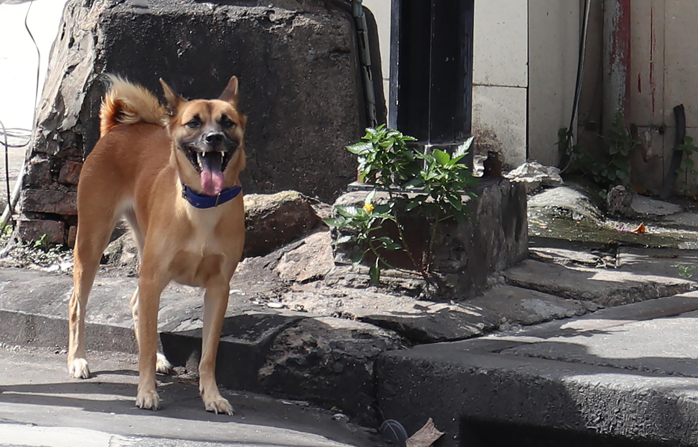 Chó thả rông trên đường Nguyễn Huy Tự, quận 1 (TP.HCM). Ảnh: Ngọc Trang.