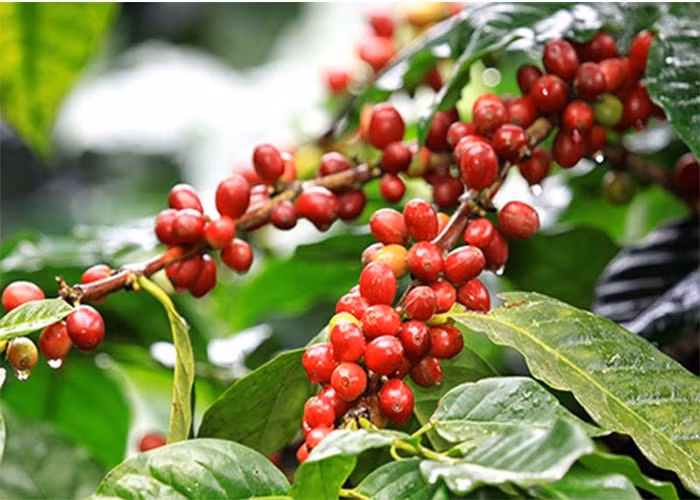 Giá cà phê giảm ‘sốc’ chưa từng thấy. Ảnh minh họa: KT.